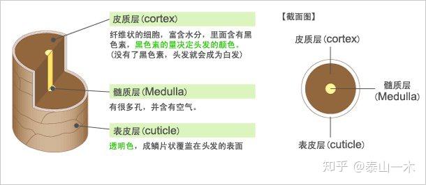 毛发的化学成分主要是