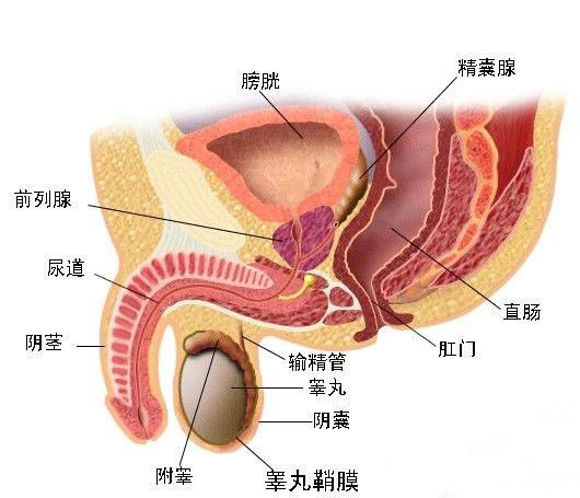 前列腺有囊肿怎么治疗