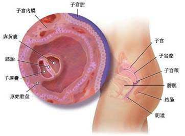 怎样判断子宫内膜炎症状