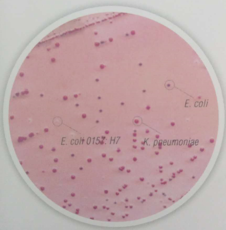 杭州微生物试剂有限公司肠杆菌科细菌生化鉴定管