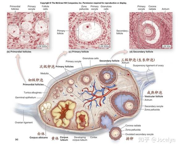 卵泡发育不成熟会怀孕吗