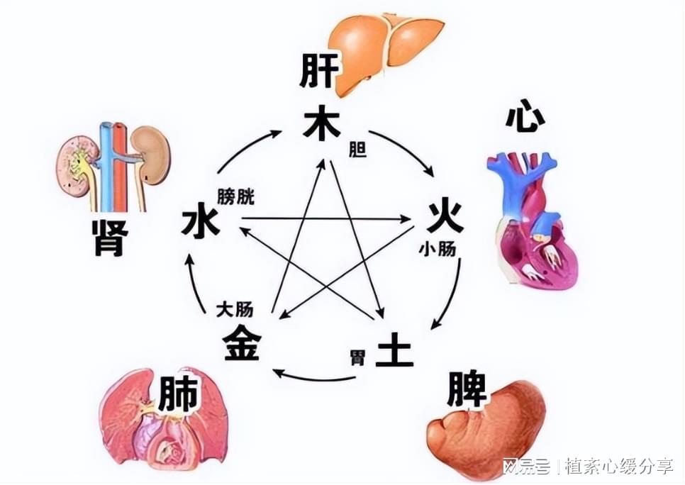 调理五脏最好的中成药