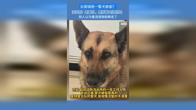 云南一警犬连续4周被基地“通报”