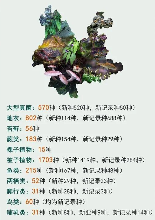 贵州洞穴植物新物种