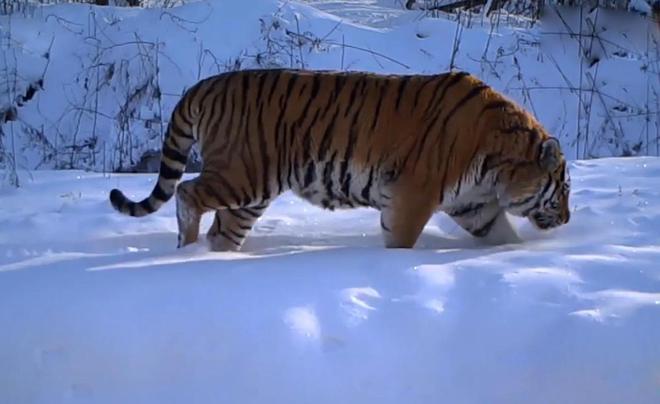 野生东北虎捕食野猪