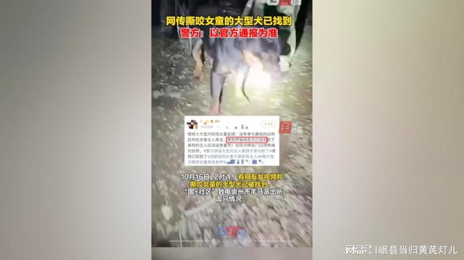 母女公园被大型犬撕咬