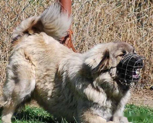 四川巴中恶犬袭击多人